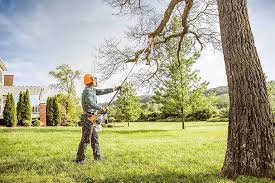 Best Palm Tree Trimming  in North Miami Beach, FL